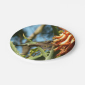 Schwarzbraun-Hummingvogel im Flug Pappteller (Schrägansicht)