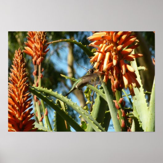 Schwarzbraun-Hummingvogel im Flug Poster (Vorne)