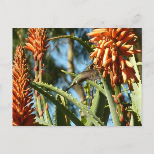 Schwarzbraun-Hummingvogel im Flug Postkarte (Vorderseite)
