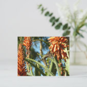 Schwarzbraun-Hummingvogel im Flug Postkarte (Stehend Vorderseite)