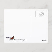 Schwarzbraun-Hummingvogel im Flug Postkarte (Rückseite)