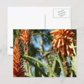 Schwarzbraun-Hummingvogel im Flug Postkarte (Vorne/Hinten)