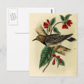 Schwarzbrustspecht Postkarte (Vorne/Hinten)