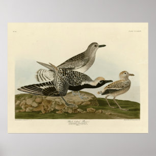 Schwarzbummler - Audubons Vögel in Amerika Poster