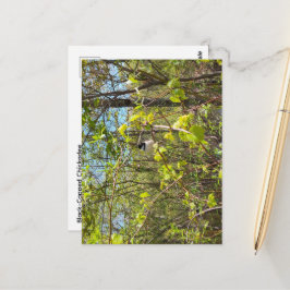 Schwarzdeckenameisen-Pfostenkarte Postkarte
