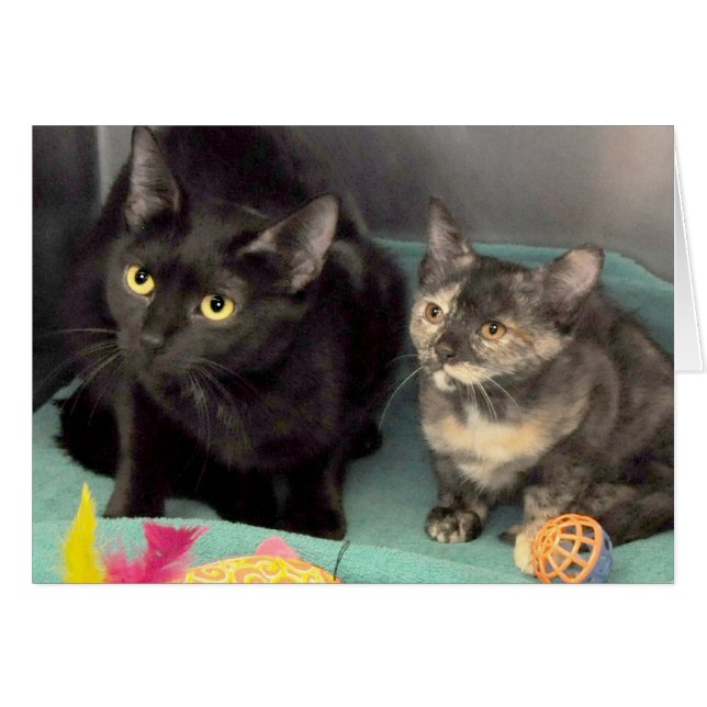 Schwarze (Vorderseite (Horizontal))