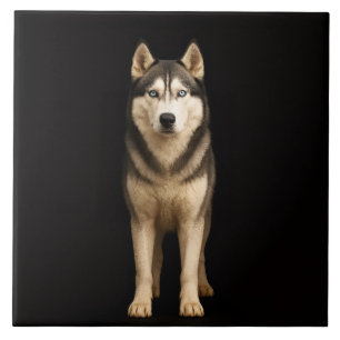 Schwarze 4 Luxe-Fliese mit Icy Elite Husky Fliese