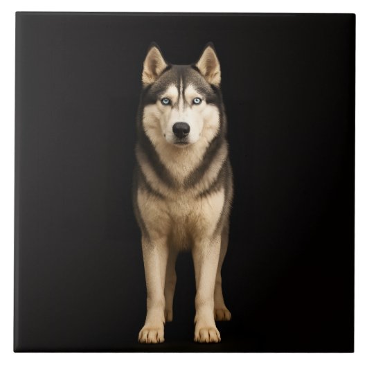 Schwarze 4 Luxe-Fliese mit Icy Elite Husky Fliese (Vorderseite)