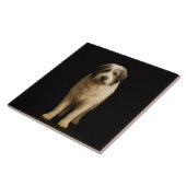 Schwarze 4 Luxe-Fliese mit Mioritic Shepherd Fliese (Seite)