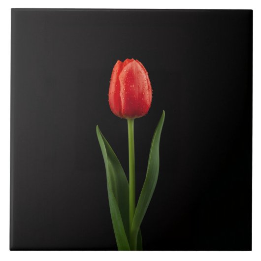 Schwarze 4 Luxe Fliese mit Rubinroter Tulpe (Vorderseite)
