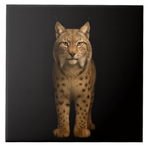 Schwarze 4 Luxe-Fliese mit Silent Lynx Fliese