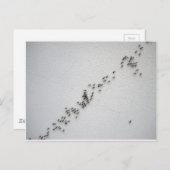 Schwarze Ameisen folgen einander in einer Kette Postkarte (Vorne/Hinten)