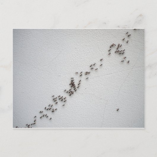 Schwarze Ameisen folgen einander in einer Kette Postkarte (Vorderseite)