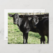 Schwarze Angus-Färsen-Kälber Postkarte (Vorne/Hinten)