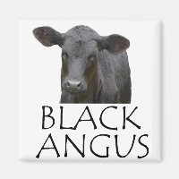 Schwarze Angus Kuh