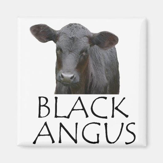 Schwarze Angus Kuh Magnet (Vorne)