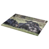 Schwarze Angus-Kühe im Weiden-Schneidebrett Schneidebrett (Ecke)