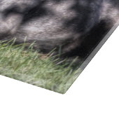 Schwarze Angus-Kühe im Weiden-Schneidebrett Schneidebrett (Ecke)