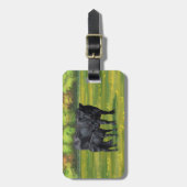 Schwarze Anguskühe und Niedliches Kalb im Sommerwe Gepäckanhänger (Vorderseite vertikal)