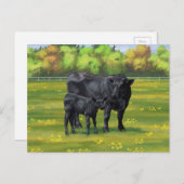 Schwarze Anguskühe und Niedliches Kalb im Sommerwe Postkarte (Vorne/Hinten)
