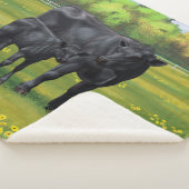 Schwarze Anguskühe und Niedliches Kalb im Sommerwe Sherpadecke (3/4)