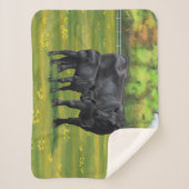 Schwarze Anguskühe und Niedliches Kalb im Sommerwe Sherpadecke (Vorderseite)