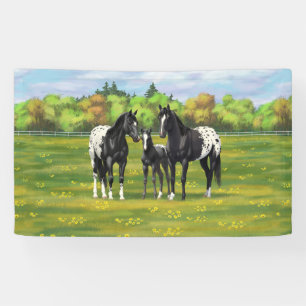 Schwarze Appaloosa Pferde im Sommer Weide Banner