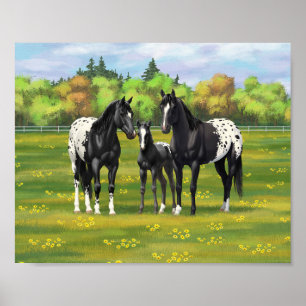 Schwarze Appaloosa Pferde im Sommer Weide Poster