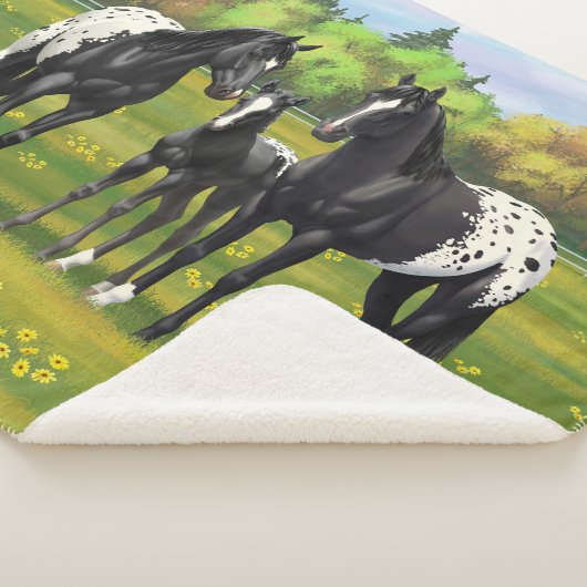 Schwarze Appaloosa Pferde im Sommer Weide Sherpadecke (3/4)