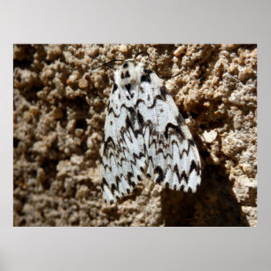 Schwarze Arches Moth Poster