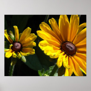 Schwarze Augen Susan Margeriten Poster