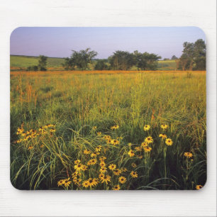 Schwarze Augen-Susans in Tallgrass-Prärie bei Neil Mousepad