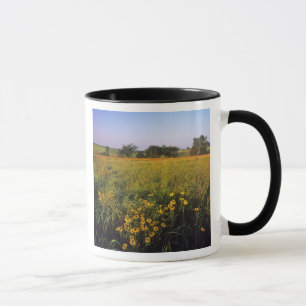 Schwarze Augen Susans in Tallgrass-Prärie bei Neil Tasse