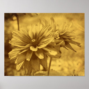 Schwarze Augensusan-Blumen Sepia gealtertes Vintag Poster