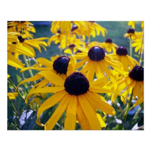 Schwarze Auges Susans Poster (Vorderseite)