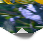 Schwarze Auges Susans Poster (Ecke)