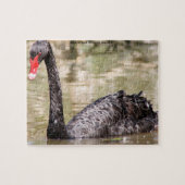 Schwarze australische Swans Puzzle (Horizontal)