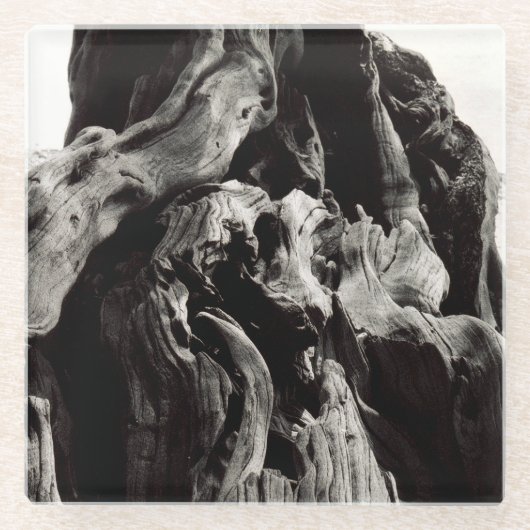 Schwarze Baumrinde Glasuntersetzer (Vorderseite)