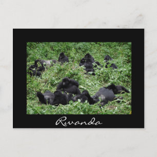 Schwarze Berggorilla-Gruppe Ruanda Postkarte