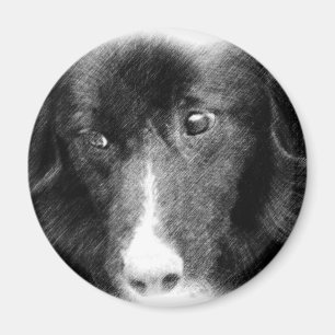Schwarze Border-Collie-Tierkunst-Magnet Magnet