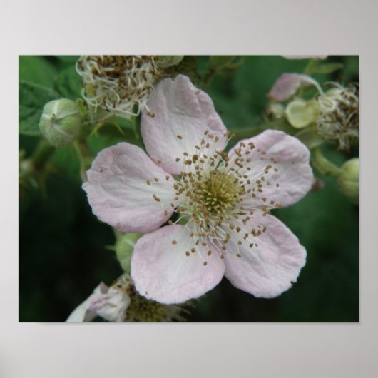 Schwarze Brombeerblüten-Makroplakat Poster (Vorne)