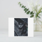 SCHWARZE CAT-FOTOGRAFIE-POSTKARTE POSTKARTE (Stehend Vorderseite)