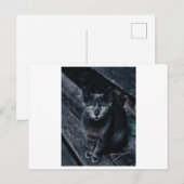 SCHWARZE CAT-FOTOGRAFIE-POSTKARTE POSTKARTE (Vorne/Hinten)