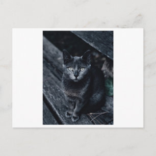 SCHWARZE CAT-FOTOGRAFIE-POSTKARTE POSTKARTE