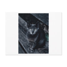 SCHWARZE CAT-FOTOGRAFIE-POSTKARTE