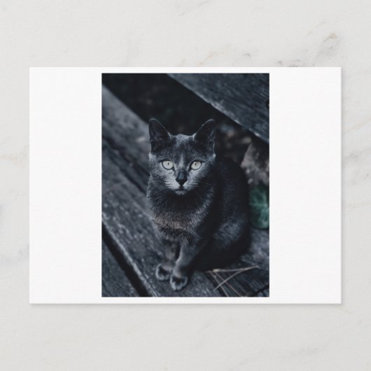 SCHWARZE CAT-FOTOGRAFIE-POSTKARTE POSTKARTE (Vorderseite)