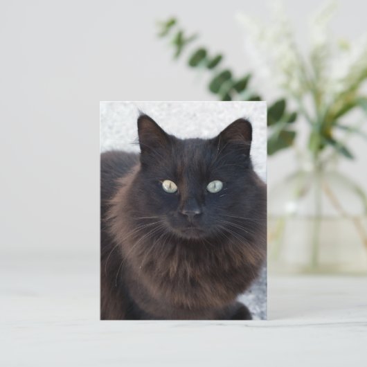 SCHWARZE CAT-FOTOGRAFISCHE POSTKARTEN (Stehend Vorderseite)