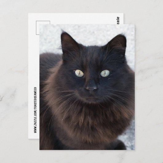SCHWARZE CAT-FOTOGRAFISCHE POSTKARTEN (Vorne/Hinten)