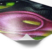 SCHWARZE CAT MAGENTA CALLA LILY BLUME DRUCKEN FOTODRUCK (Ecke)