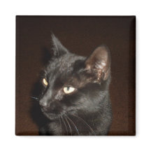 SCHWARZE CAT-Magnete